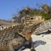 iguana_cuban_jar_v_2106_cub5220.jpg